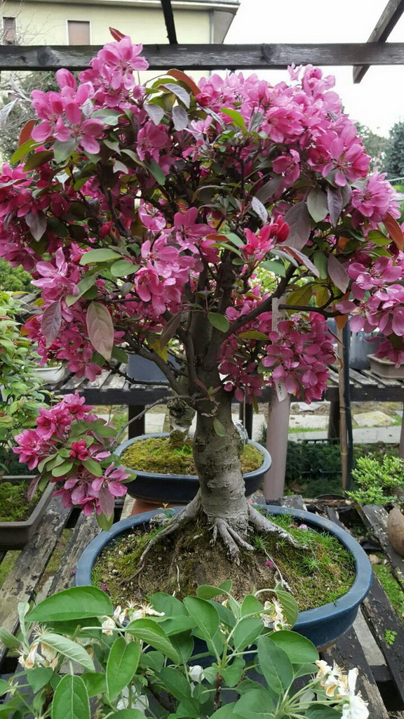 Albonsai fiori piante bonsai